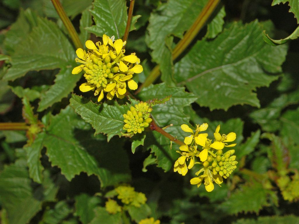 Una pianta dai fiori gialli Sinapis arvensis